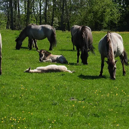 La Casa Seeadler דירה *